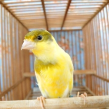 さえずり、聴きたいですよね？？　鳴ローラカナリア来ましたっ♪