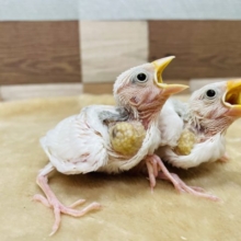 真っ白の綺麗な文鳥さん☆白文鳥のヒナ！