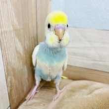 超ホヤホヤ最新画像☆人気のカラー！優しい色合いのセキセイインコ♪パステルレインボーパイド