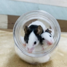 仲良しなパンダマウスの男の子！