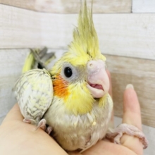 怖がりの大食い☆オカメインコヒナ(シナモンパール)