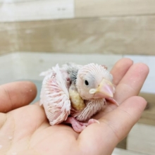 お肌丸だし白文鳥ヒナ☆
