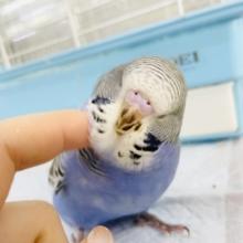超ホヤホヤ最新画像☆かきかき大好きむちむちボディー✨ジャンボセキセイインコヒナ(ノーマル)