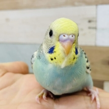 超ホヤホヤ最新画像☆本物です！？セキセイインコヒナ(パステルレインボーパイド)
