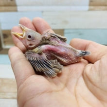 まだ小さいけど食欲旺盛!!シナモン文鳥さん♪