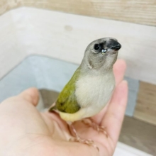 超レア！！ダイヤモンドちゃん✨コキンチョウヒナ(ノーマル)