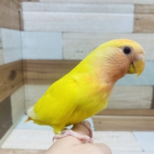 鮮やかな元気カラー!!!!コザクラインコ(ルチノーオパーリン)さん！！