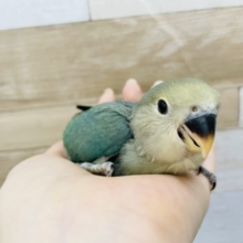 食いしん坊の人気者！？コザクラインコヒナ(ブルーチェリー)