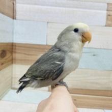 シックな色に！たまらない！コザクラインコ(モーブパイド)さん☆