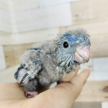 いや〜本当に癒されますね♪サザナミインコヒナ(ブルー)