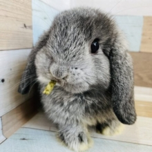 可愛さにメロメロ♡ロップイヤー(チンチラ)