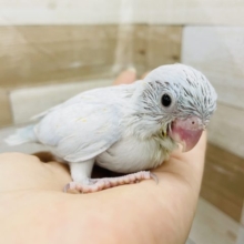 淡い色合いがステキ☆マメルリハヒナちゃん(アメリカンホワイト)