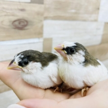 あと1羽！馴れるんです✨十姉妹ヒナ〜！