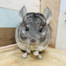 カキカキできちゃいます☆チンチラグレーの男の子！