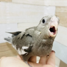 超ホヤホヤ最新画像♪とびっきりの食欲旺盛★オカメインコヒナ(ホワイトフェイス)