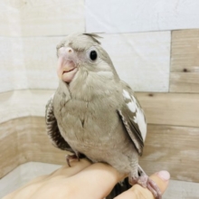 怖いよりも食欲勝利★オカメインコヒナ(ホワイトフェイスシナモン)