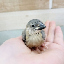 人気者〜！！桜文鳥ヒナ☆