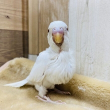 真っ白な美白♡セキセイインコアルビノ
