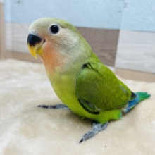 手乗りです☆コザクラインコのノーマルカラー！