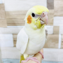 ご飯食べたよね…？？オカメインコヒナ(ルチノー)