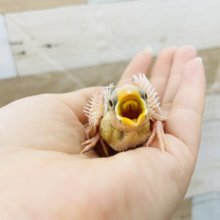 はげちゃびん三羽衆★白文鳥ヒナ〜！