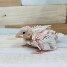 ウブウブ♡キュートな白文鳥のヒナ！
