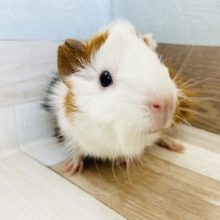 どっちから見ても美人さん♡アビシニアンモルモットちゃん！