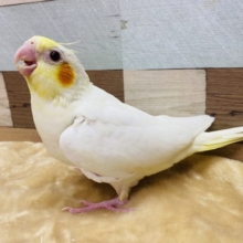 人気のカラー⭐︎オレンジ色のほっぺが可愛いオカメインコルチノー