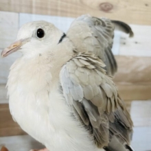 ビビりなところも可愛い♥ジュズカケバトさん！