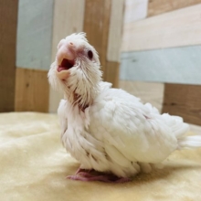 真っ白な甘えん坊☆オカメインコのピュアホワイトカラー！