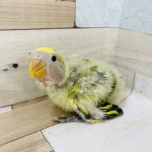 わた毛の塊天使？コザクラインコヒナ(タイガーチェリー)