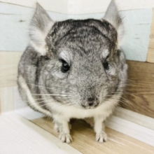 あのぉ…抱っこって悪くないね？チンチラくん(ノーマル)
