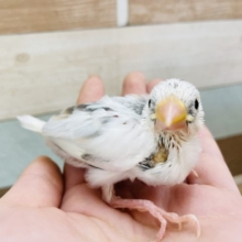 個性的なブチ模様★白文鳥ヒナ！