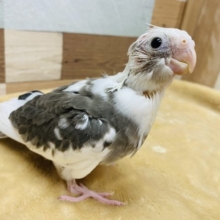 モリモリご飯食べるよ〜食いしん坊オカメインコ！ホワイトフェイスパイド