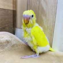 鮮やかなイエローカラー☆ダブルファクターセキセイインコ