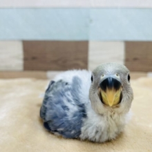 落ち着いたカラーのインコさん！コザクラインコのヒナのバイオレットオパーリンカラー！