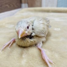ぶどう目が特徴的☆シナモン文鳥のヒナ！