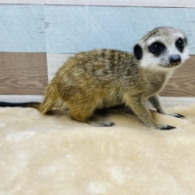 シュッとした顔立ち☆ミーアキャットの男の子！