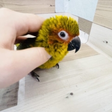 後退りするけど甘えん坊♥️コガネメキシコインコヒナ！
