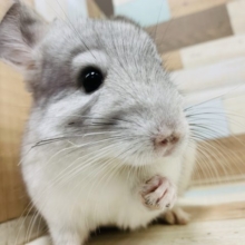 指を握ってくれました♡チンチラ(パイド)くん！