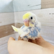 綺麗さにうっとり♥セキセイインコヒナ(パステルレインボーパイド)