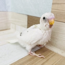 ほぼ白！？セキセイインコヒナ(ハルクイン)