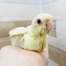 食いしん坊バンザーイ！サザナミインコヒナ(クリーム)