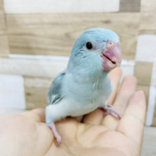 小さな大食い♥マメルリハヒナちゃん(ブルー)