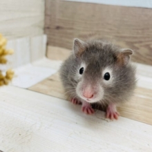 ワオッッ！！セーブルハムスターちゃん♪