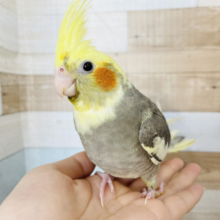 超ホヤホヤ最新画像★いっぱい食べるよ〜♪オカメインコヒナ(パイド)