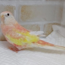 パステルピンク＆イエローが人気！ローズアキクサインコ☆ルビノー　2021年11月2日