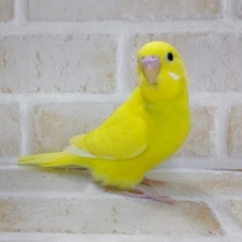 黄色の黒目さん🍋 セキセイインコ(ダブルファクター) 2021年12月8日最新画像