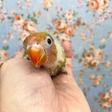 ヤマブキボタンインコ　２０２１年９月生まれ