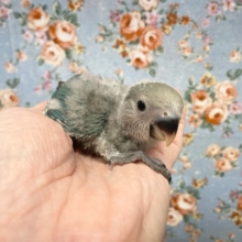 小桜インコ（ブルーチェリー）　２０２１年９月生まれ